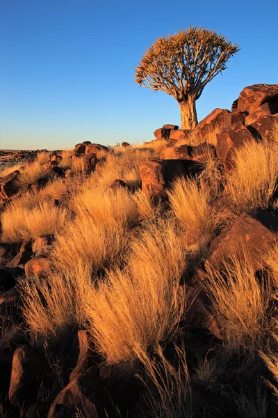 Quiver tree landscape — Stock Photo, Image