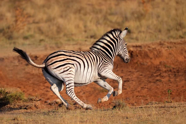 Běžící zebra stepní — Stock fotografie