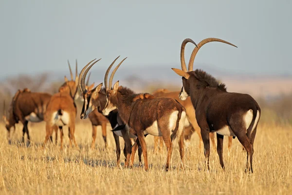 Sable Antilopen — Stockfoto