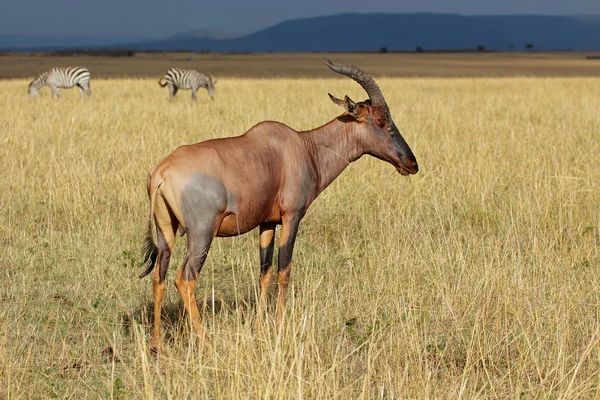 Topi antilope e zebre — Foto Stock