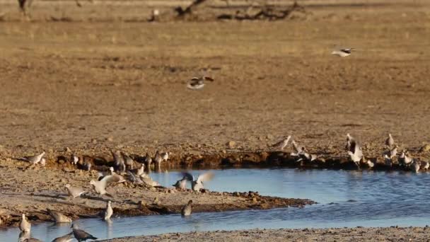 Palomas tortugas del Cabo — Vídeo de stock