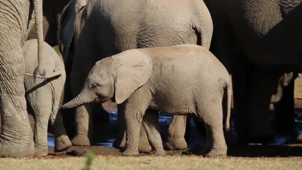 Afrikansk elefant kalvar — Stockvideo