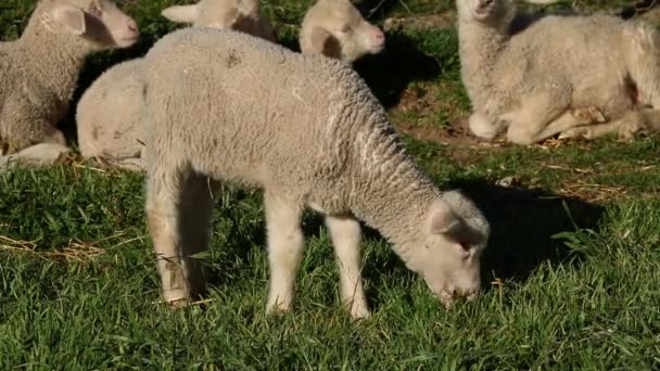 Cordeiro em pasto — Vídeo de Stock