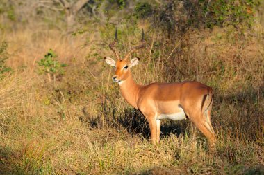 impala antilopu