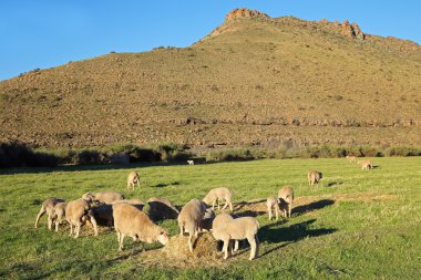 mera üzerinde koyun