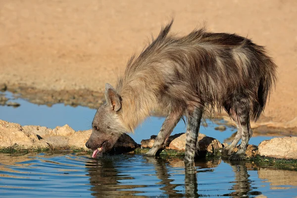 Hyène brune — Photo