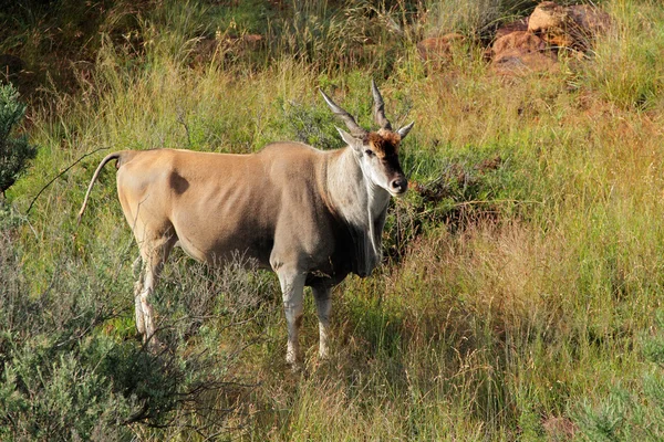 Eland antelope — Stockfoto