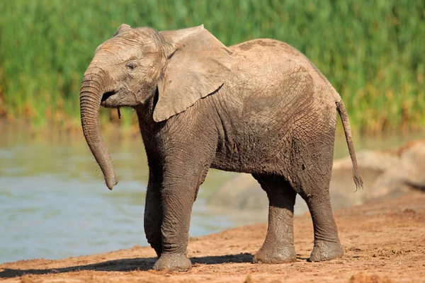 Elefante alla pozza d'acqua — Foto Stock