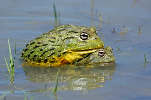 Mating African giant bullfrogs — Stock Photo, Image
