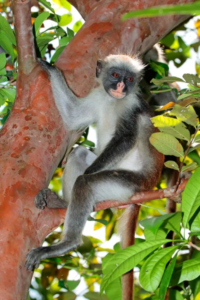 Zanzibar red colobus małpa — Zdjęcie stockowe