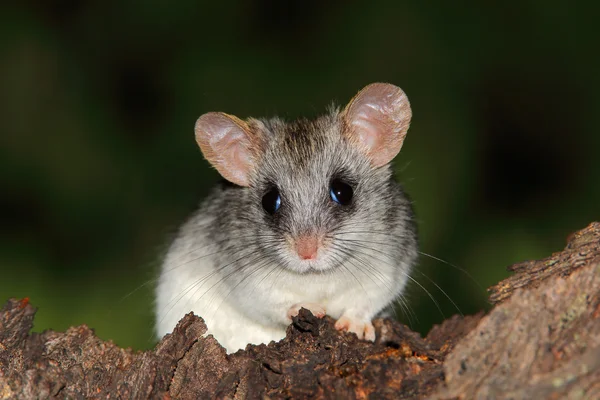 Rato de acácia — Fotografia de Stock