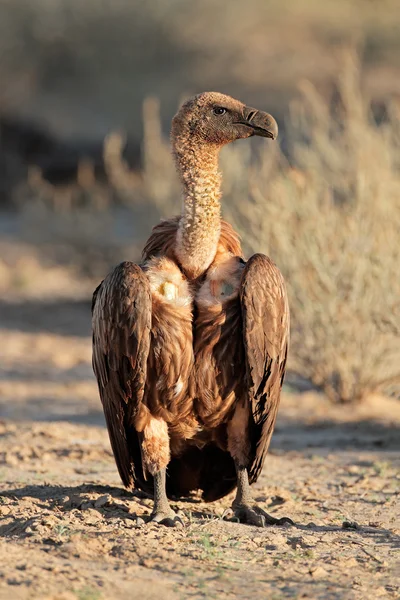 White-backed vulture — Stock Photo, Image