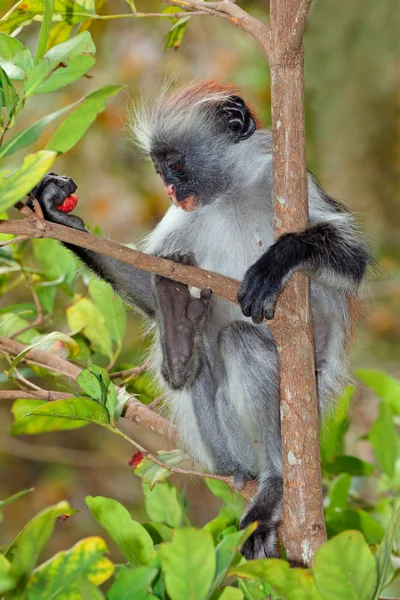 Zanzibar red colobus małpa — Zdjęcie stockowe