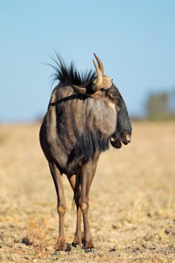 Mavi wildebeest