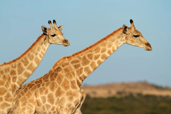 Giraffes against a blue sky — Stock Photo, Image
