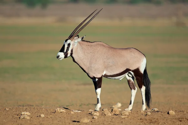 Gemsbok антилопи — стокове фото