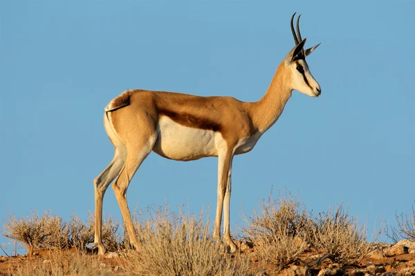 Springbok antilop — Stok fotoğraf