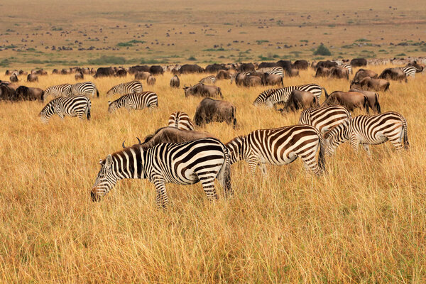 Plains zebras and blue wildebeest grazing in grassland, Masai Mara National Reserve, Kenya