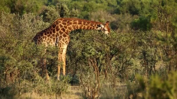 Feeding giraffe — Stock Video