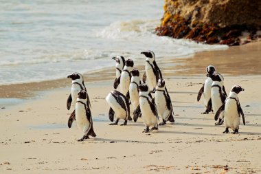 Afrika penguenler