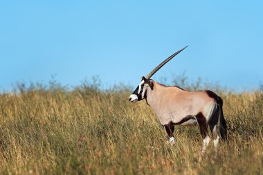 gemsbok antilop