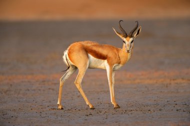 Springbok antilop