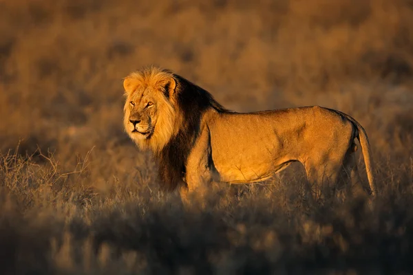 Gros mâle lion africain — Photo