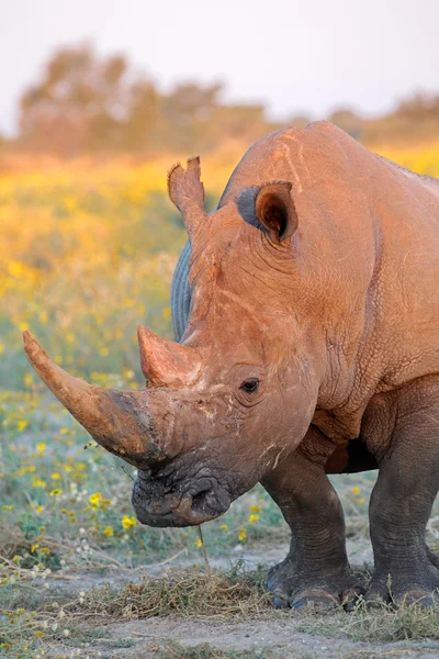 White rhinoceros — Stock Photo, Image