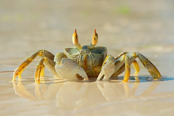Ghost krabba på stranden — Stockfoto