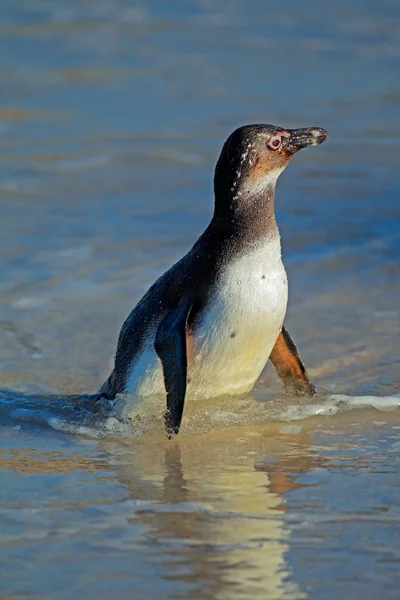 Afrikaanse pinguïn — Stockfoto