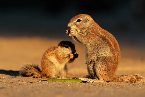 Voeding van het grondeekhoorns — Stockfoto