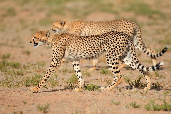 Cheetahs de perseguição — Fotografia de Stock