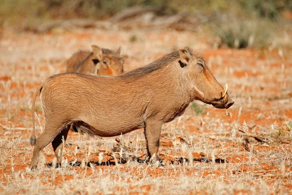 Wrattenzwijnen in natuurlijke habitat — Stockfoto