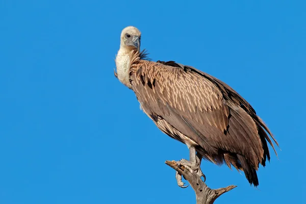 Vautour à dos blanc — Photo