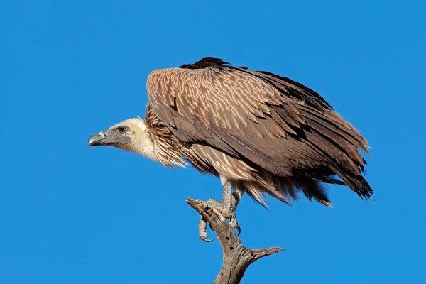 Vautour à dos blanc — Photo