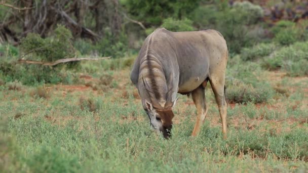 Karmienia antylopy eland — Wideo stockowe