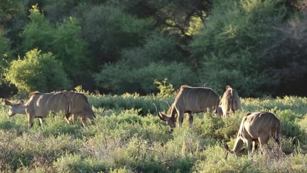 Kudu antílopes alimentação — Vídeo de Stock