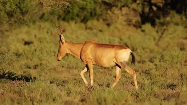Red hartebeest antelope walking — Stock Video