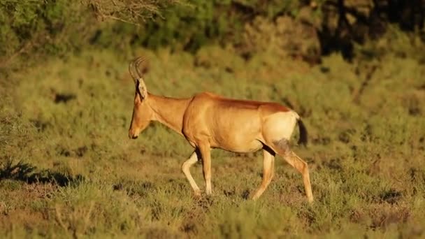 Antylopa czerwonego hartebeest spaceru — Wideo stockowe