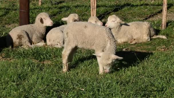 Lamb on pasture — Stock Video