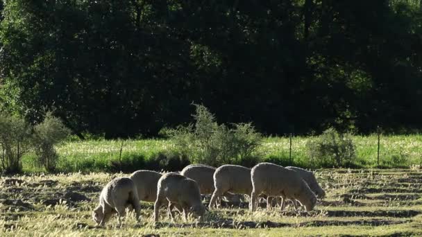 Schapen op de weide — Stockvideo