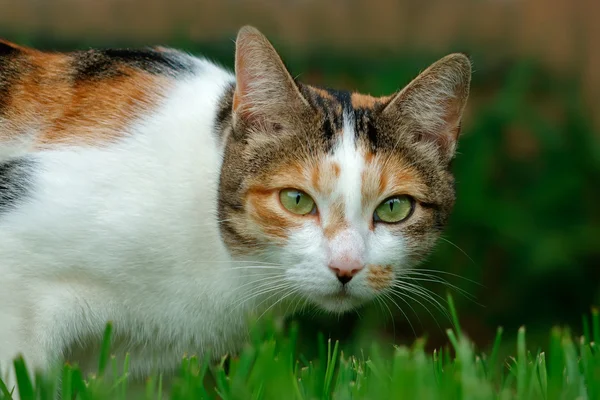 Sevimli kedi portre — Stok fotoğraf