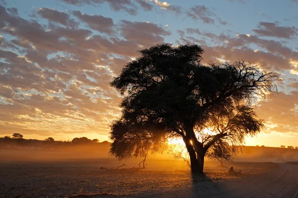 Coucher de soleil africain avec arbre silhouetté — Photo