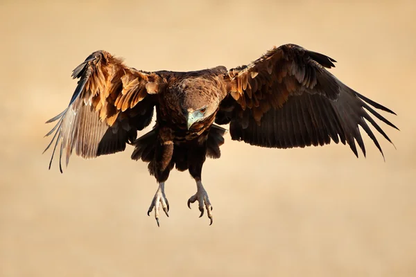 Águia bateleur em voo — Fotografia de Stock