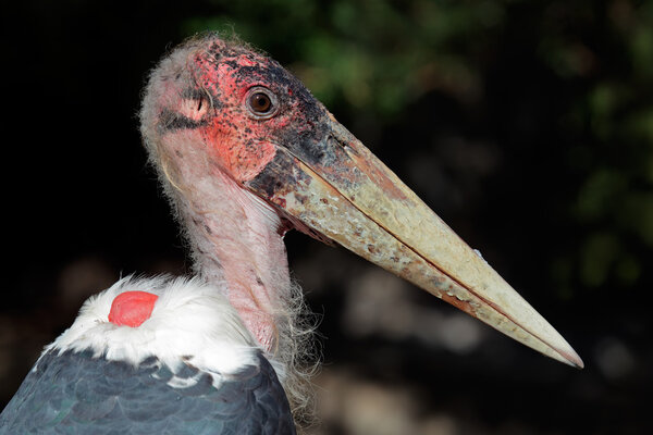 Marabou stork