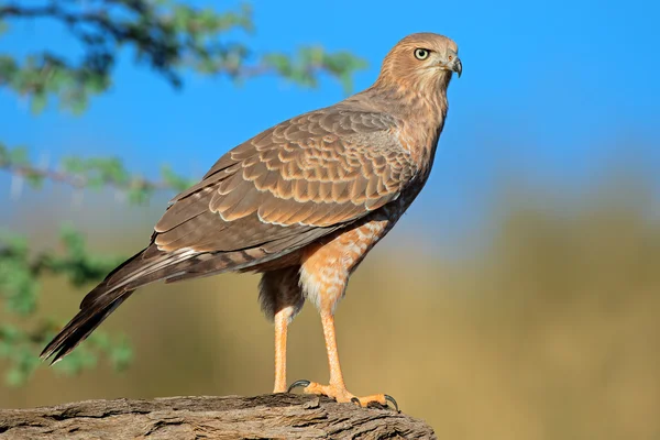 Bledě praktikujícím goshawk — Stock fotografie