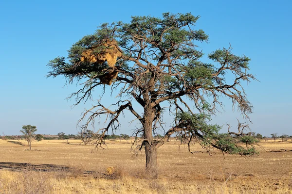 Acacia e nido di tessitori — Foto Stock