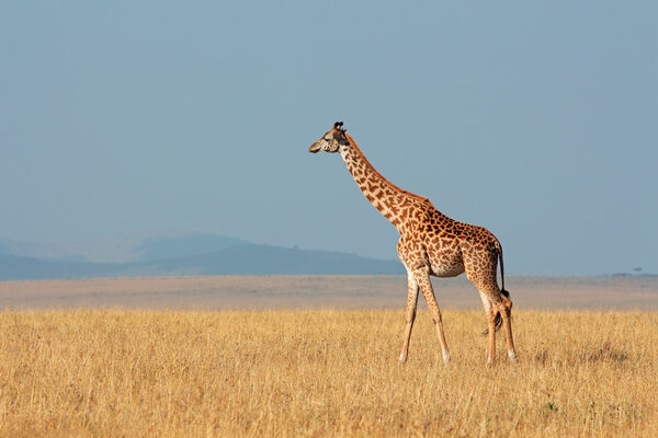 Masai giraffe (Giraffa camelopardalis tippelskirchi), Masai Mara National Reserve, Kenya