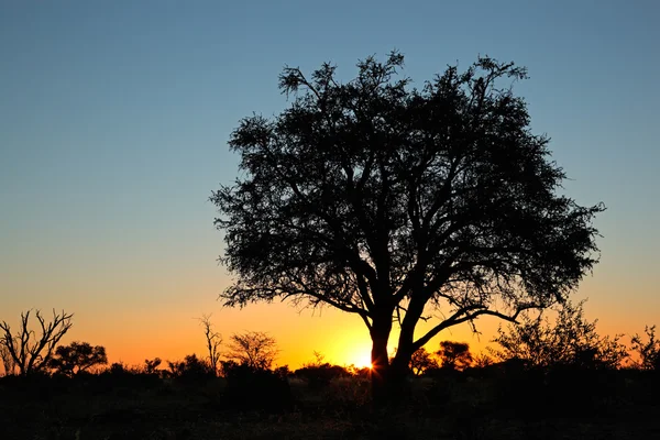 Puesta de sol con árbol silueta — Foto de Stock