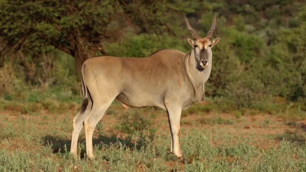 Male eland antelope — Stock Video